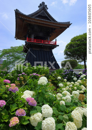 埼玉縣熊谷市長尾太田：野滿山乃古寺院內的繡球花、安娜貝爾和鍾樓，據說是梅沼的繡球花寺。 108685605