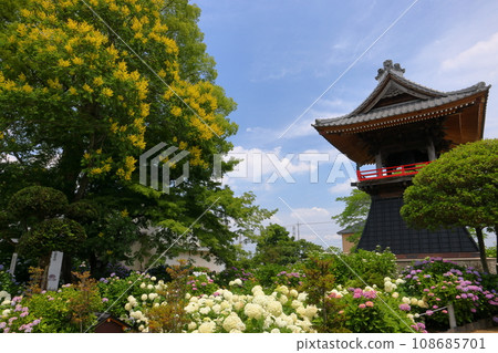 Nagaiota, Kumagaya City, Saitama Prefecture, hydrangeas, linden flowers, and bell tower on the grounds of Nomanzan Nogoji Temple, which is said to be the Hydrangea Temple of Menuma. Nagaiota, Kumagaya City, Saitama Prefecture, hydrangeas, linden flowers, and bell tower on the grounds of Nomanzan Nogoji Temple, which is said to be the Hydrangea Temple of Menuma. 108685701