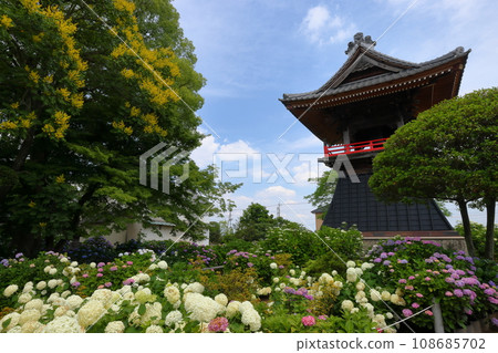 Nagaiota, Kumagaya City, Saitama Prefecture, hydrangeas, linden flowers, and bell tower on the grounds of Nomanzan Nogoji Temple, which is said to be the Hydrangea Temple of Menuma. 108685702