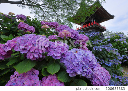 Nagaiota, Kumagaya City, Saitama Prefecture: Hydrangeas, hydrangea, and bell tower on the grounds of Nomanzan Nogoji Temple, which is said to be the hydrangea temple of Menuma. Nagaiota, Kumagaya City, Saitama Prefecture: Hydrangeas, hydrangea, and bell tower on the grounds of Nomanzan Nogoji Temple, which is said to be the hydrangea temple of Menuma. 108685883