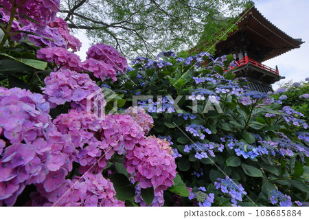Nagaiota, Kumagaya City, Saitama Prefecture: Hydrangeas, hydrangea, and bell tower on the grounds of Nomanzan Nogoji Temple, which is said to be the hydrangea temple of Menuma. Nagaiota, Kumagaya City, Saitama Prefecture: Hydrangeas, hydrangea, and bell tower on the grounds of Nomanzan Nogoji Temple, which is said to be the hydrangea temple of Menuma. 108685884