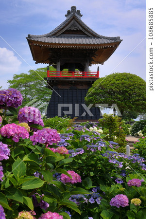 Nagaiota, Kumagaya City, Saitama Prefecture: Hydrangeas, hydrangea, and bell tower on the grounds of Nomanzan Nogoji Temple, which is said to be the hydrangea temple of Menuma. Nagaiota, Kumagaya City, Saitama Prefecture: Hydrangeas, hydrangea, and bell tower on the grounds of Nomanzan Nogoji Temple, which is said to be the hydrangea temple of Menuma. 108685885