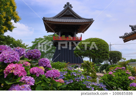 Nagaiota, Kumagaya City, Saitama Prefecture: Hydrangeas, hydrangea, and bell tower on the grounds of Nomanzan Nogoji Temple, which is said to be the hydrangea temple of Menuma. Nagaiota, Kumagaya City, Saitama Prefecture: Hydrangeas, hydrangea, and bell tower on the grounds of Nomanzan Nogoji Temple, which is said to be the hydrangea temple of Menuma. 108685886