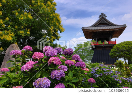 Nagaiota, Kumagaya City, Saitama Prefecture, hydrangeas, linden flowers, and bell tower on the grounds of Nomanzan Nogoji Temple, which is said to be the Hydrangea Temple of Menuma. Nagaiota, Kumagaya City, Saitama Prefecture, hydrangeas, linden flowers, and bell tower on the grounds of Nomanzan Nogoji Temple, which is said to be the Hydrangea Temple of Menuma. 108686025
