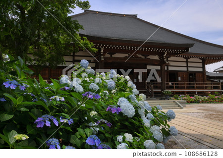 Hydrangeas and the main hall in the precincts of Nomanzan Nogoji Temple, Nagaiota, Kumagaya City, Saitama Prefecture, known as the Hydrangea Temple of Menuma 108686128
