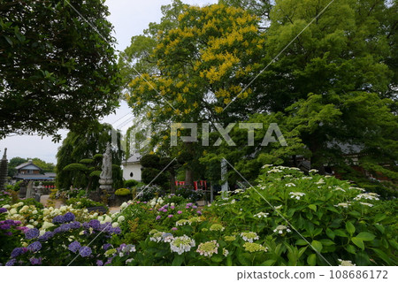 Hydrangeas and lime tree flowers in the grounds of Nomanzan Nogoji Temple, Nagaiota, Kumagaya City, Saitama Prefecture, known as the Hydrangea Temple of Menuma 108686172