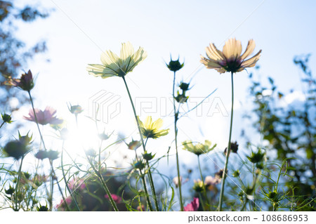 Cosmos Cosmos 108686953