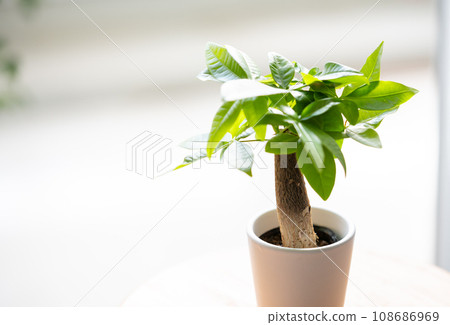 小發財樹 小發財樹 108686969