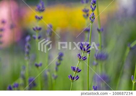 small and cute lavender buds 108687234