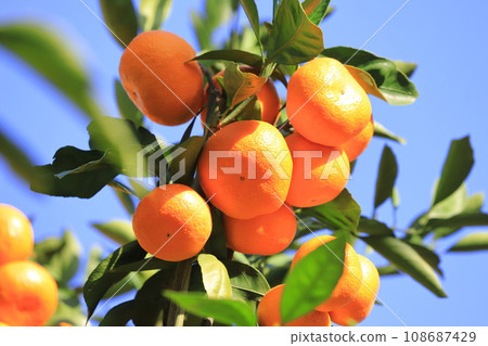 已經到了收穫季節的橘子 已經到了收穫季節的橘子 108687429