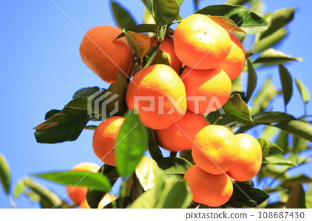 Mandarin oranges that have reached the harvest season 108687430