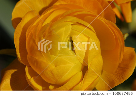 Orange ranunculus blooming in the sunlight (buttercup, natural light, macro lens close-up) Orange ranunculus blooming in the sunlight (buttercup, natural light, macro lens close-up) 108687496
