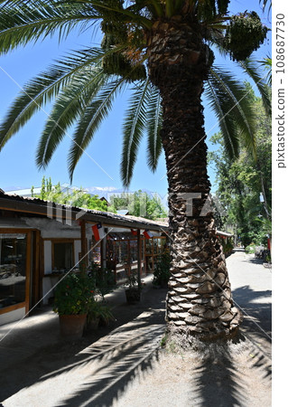 智利聖地牙哥的棕櫚樹 108687730