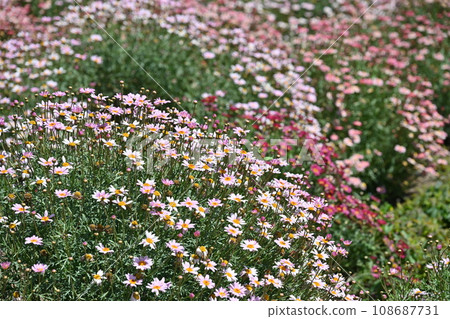 智利聖地牙哥的花壇 108687731