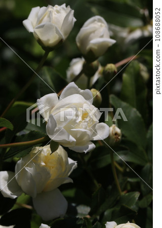 A bush with pretty fragrant white roses (natural light, macro lens close-up) 108688052