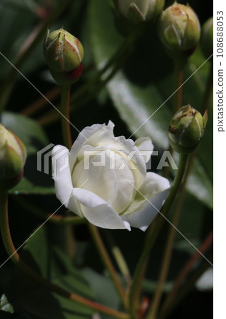 Elegantly fragrant white Mokko rose flower (natural light, macro lens close-up) 108688053