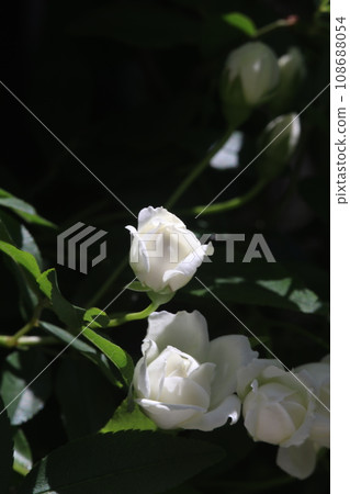 A hedge with beautiful fragrant white roses (natural light, macro lens close-up) 108688054