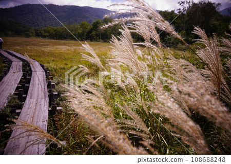 日本蒲葦搖曳的秋景 日本蒲葦搖曳的秋景 108688248