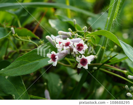 Hexoceraria spp. 的白色花朵。 108688295