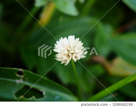 White flowers of Nagaetsurunogeito found on the shore of Funa Pond in Arakawa Sports Park, Kawaguchi City 108688298
