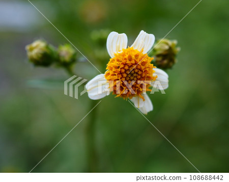 Flowers of Koshironosendangusa found on the Arakawa riverbed in autumn 108688442