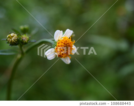 Flowers of Koshironosendangusa found on the Arakawa riverbed in autumn 108688443