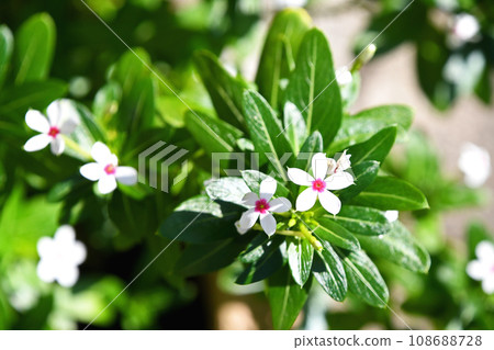 小花長春花 小花長春花 108688728