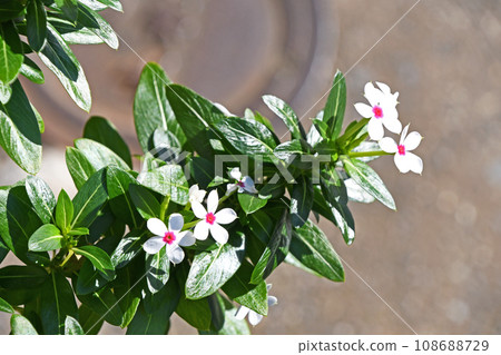 small-flowered periwinkle 108688729
