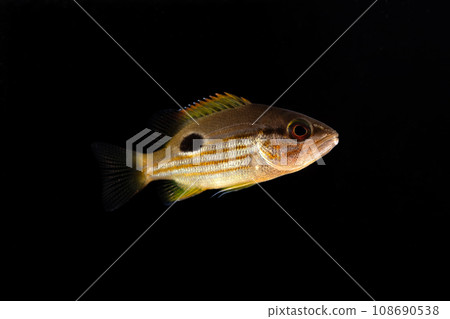 年輕的假黑鯛魚 108690538