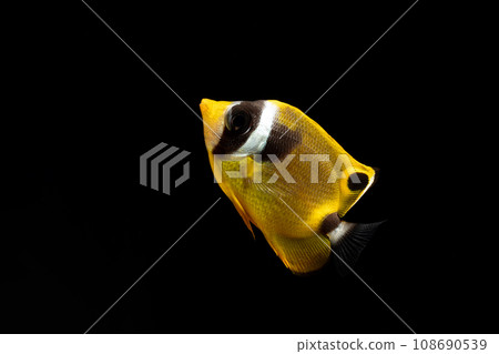 浣熊蝴蝶魚 108690539