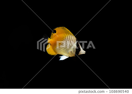 young spiny butterfly fish young spiny butterfly fish 108690540