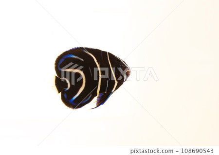 Sasanami yakko's juvenile fish Sasanami yakko's juvenile fish 108690543