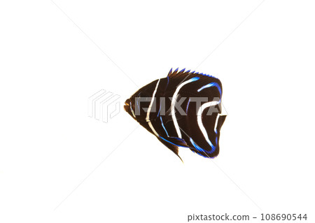 Sasanami yakko's juvenile fish 108690544