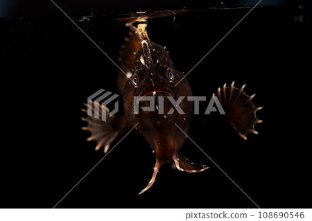 juvenile fish of stonefish juvenile fish of stonefish 108690546