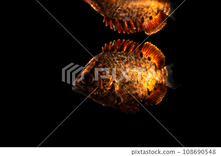 Young Matsudai fish 108690548