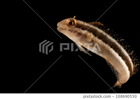 Juvenile rainbow fish Juvenile rainbow fish 108690550