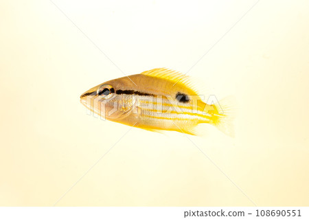 Young false black snapper Young false black snapper 108690551