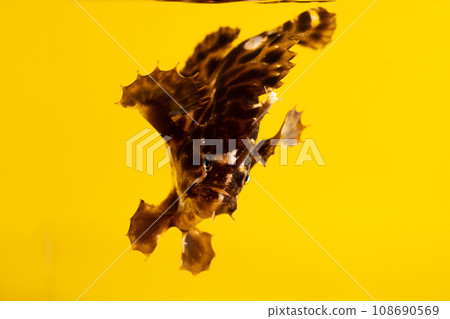 juvenile fish of stonefish juvenile fish of stonefish 108690569