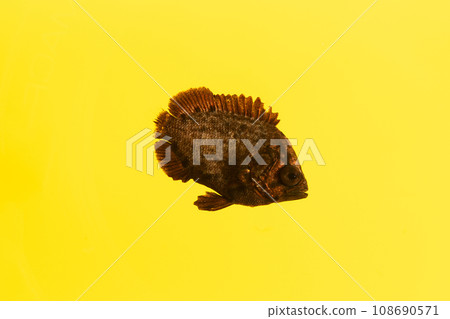 Young Matsudai fish 108690571