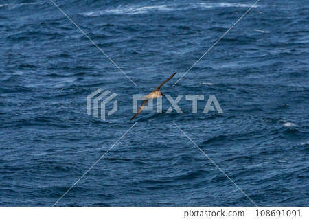 灰信天翁 南喬治亞島 108691091