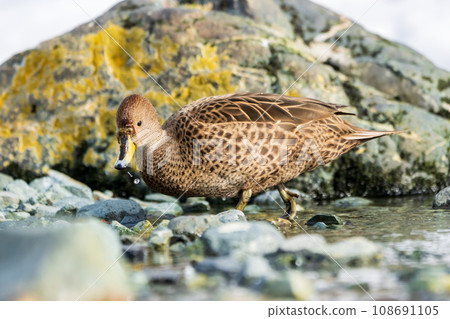 White-breasted pintail, South Georgia Island 108691105