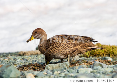 White-breasted pintail, South Georgia Island White-breasted pintail, South Georgia Island 108691107