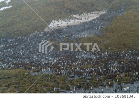 King penguin colony South Georgia Island 108691343