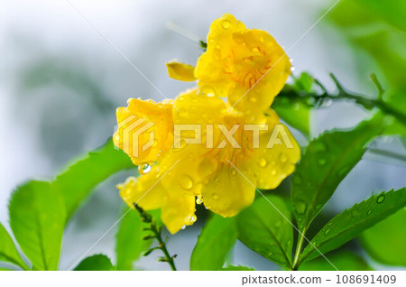 Tecoma stans, Yellow bell or Yellow elder or Yellow trumpet flower or BIGNONIACEAE or Trumpet vine and rain drop Tecoma stans, Yellow bell or Yellow elder or Yellow trumpet flower or BIGNONIACEAE or Trumpet vine and rain drop 108691409