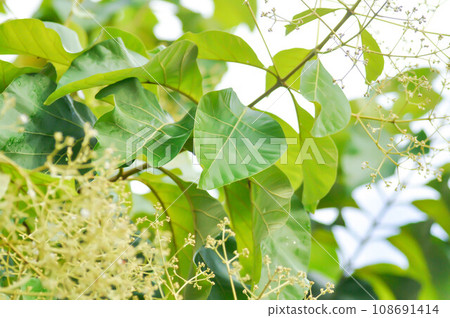 Tectona grandis, Teak or LAMIACEAE or teak plant or teak seed or teak and flower Tectona grandis, Teak or LAMIACEAE or teak plant or teak seed or teak and flower 108691414