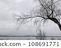 冬天的垂柳枯萎了，背景是近江大橋 108691771