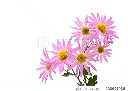菊花 菊花 108691986