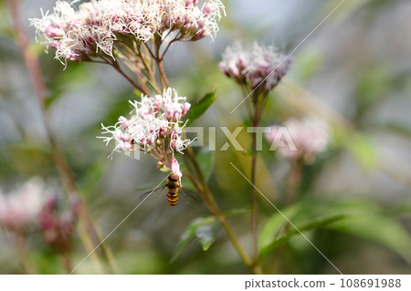 A white fly sucking nectar from a Fujibakama flower (natural light & strobe macro lens close-up) 108691988