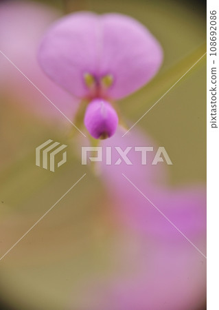 One of the small and cute autumn herbs, the clover flower. One of the small and cute autumn herbs, the clover flower. 108692086