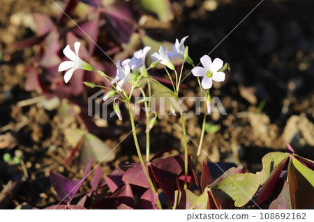 White Oxalis triangularis flowers blooming in the autumn garden 108692162